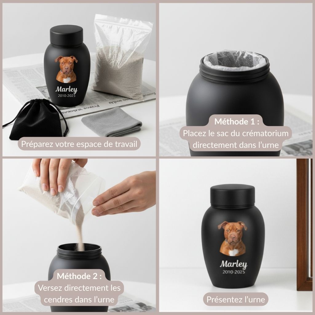 A Quoi Ressemble Les Cendres D Un Chiennull